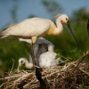 Kolpik bily - Platalea leucorodia - Eurasian Spoonbill o1388